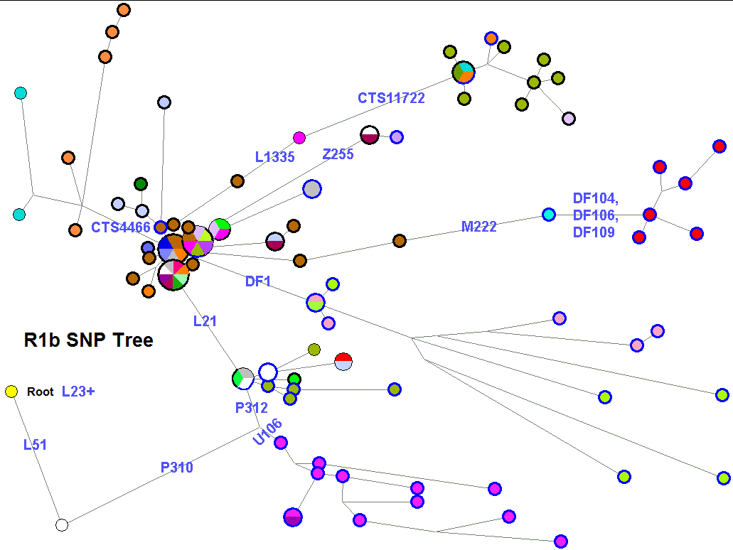 Haplogroup R1b 37 SNP Relationship Tree
